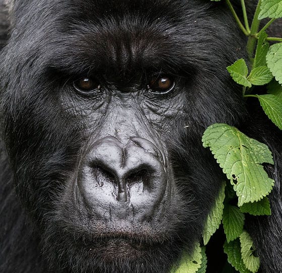 mada-island-afrique-1