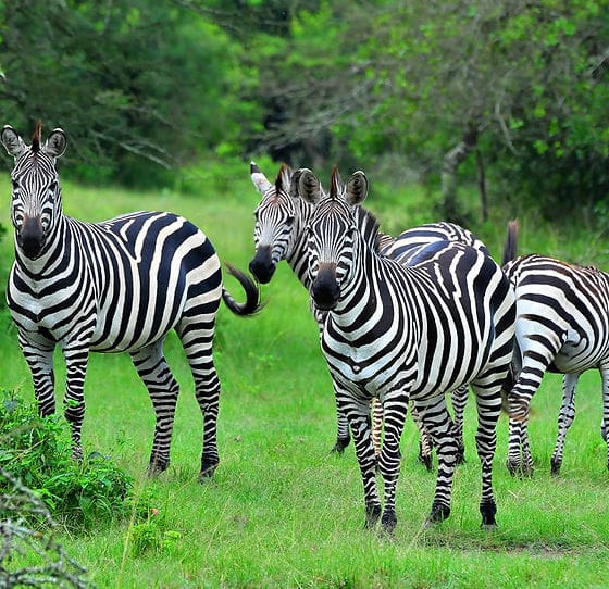 mada-island-afrique-11