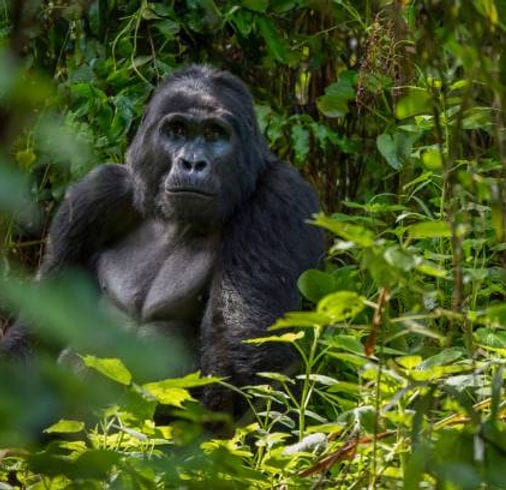 mada-island-afrique-12