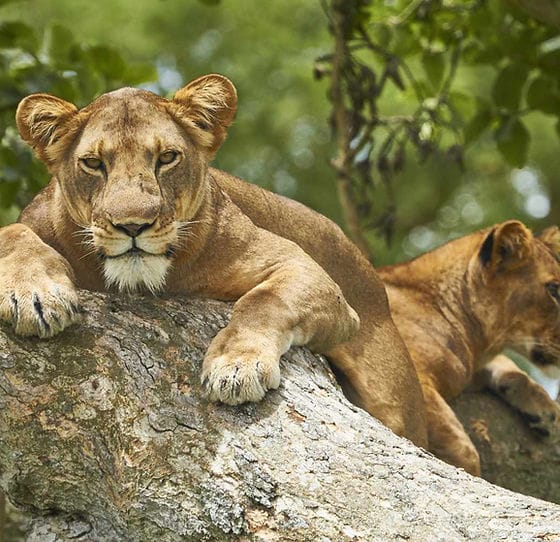 mada-island-afrique-2