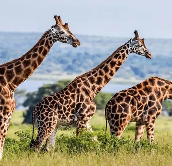 mada-island-afrique-5