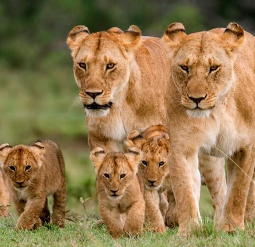 mada-island-afrique-8