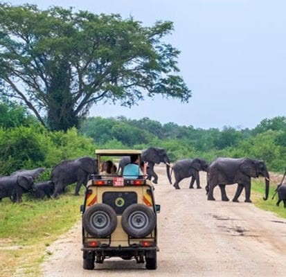 mada-island-le-safari-de-la-reine-elizabeth