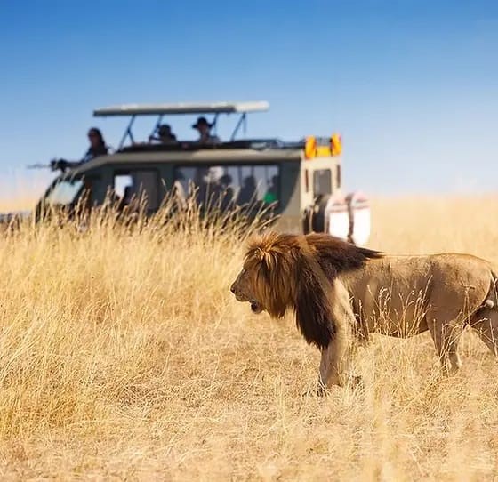 mada-island-safari-classique-du-masai-mara-au-kenya