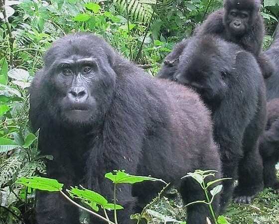 Uganda Combined Safari