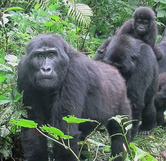 mada-island-safari-combine-en-ouganda