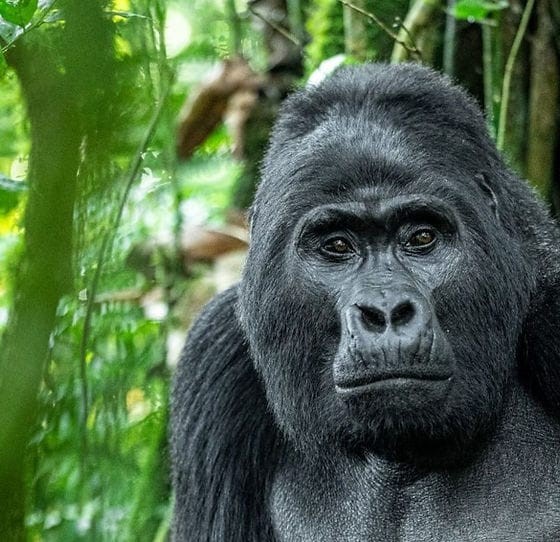 mada-island-safari-dobservation-de-gorilles-au-rwanda