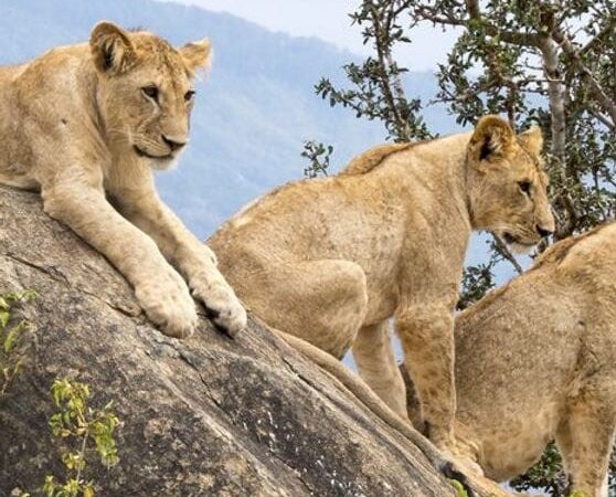 Tsavo East/West and Amboseli Safari