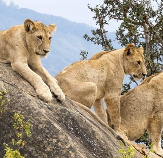 mada-island-tsavo-est-ouest-et-safari-amboseli